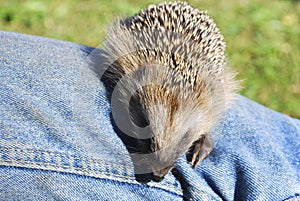 Hedgehog in jeans