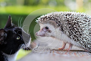 Hedgehog and kitten get acquainted photo