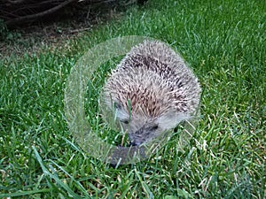 Hedgehog on the lawn in the garden