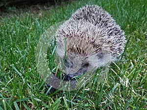 Hedgehog on the lawn in the garden