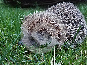 Hedgehog on the lawn in the garden