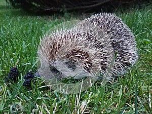 Hedgehog on the lawn in the garden photo
