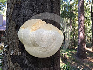 Hedgehog Lions Mane Bearded Tooth Mushroom