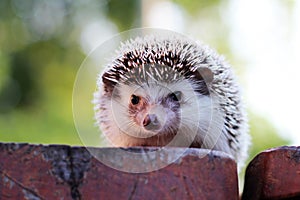 Hedgehog looks at the wooden table