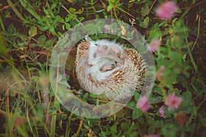 hedgehog lying in grass on its back hiding its tummy