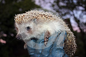 Hedgehog