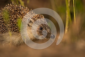 Hedgehog on a morning walk