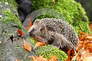 Hedgehog on moss