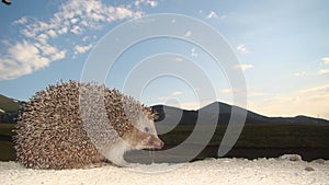 Hedgehog in the mountain. European hedgehog, Erinaceus europaeus. animal looking.  pets, pet, mammals, mammal, wild nature, wildli