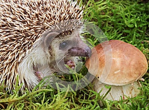 Hedgehog with mushroom, macro