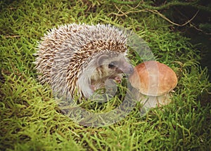Hedgehog with mushroom photo