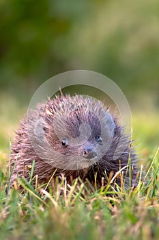 Hedgehog. Northern white-breasted hedgehog - Erinaceus roumanicus