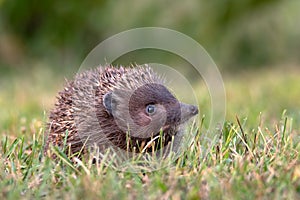 Hedgehog. Northern white-breasted hedgehog - Erinaceus roumanicus
