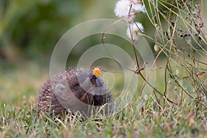 Hedgehog. Northern white-breasted hedgehog - Erinaceus roumanicus