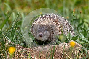 Hedgehog. Northern white-breasted hedgehog - Erinaceus roumanicus