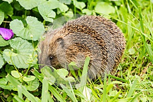 A hedgehog nosing about on a lawn in the daytime