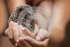 Hedgehog in the palms