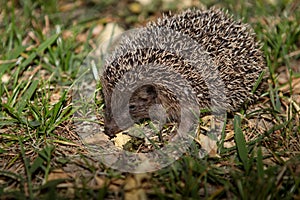 Hedgehog photo