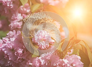 Hedgehog with pink flowers of sakura