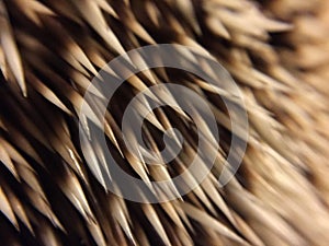 Hedgehog quills