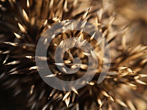 Hedgehog Quills photo