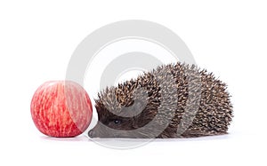 Hedgehog and red apple on white