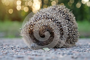 Hedgehog on the road, scientific name - Erinaceus europaeus