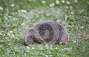 Hedgehog rooting for food on a lawn