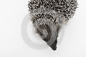 Hedgehog`s muzzle prickly wild animal mammal close-up on white background