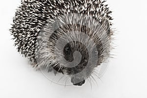 Hedgehog`s muzzle prickly wild animal mammal close-up on white background