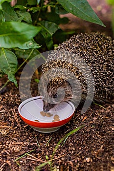 Hedgehog, Scientific name: Erinaceus Europaeus. Close up of a wild, native, European hedgehog eating food from ceramic