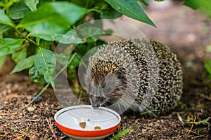 Hedgehog, Scientific name: Erinaceus Europaeus. Close up of a wild, native, European hedgehog eating food from ceramic