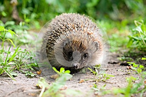 Hedgehog, scientific name: Erinaceus Europaeus, wild, aboriginal, European hedgehog.