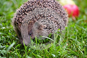 Hedgehog, Scientific name: Erinaceus europaeus wild, native, European hedgehog on green grass