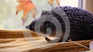 Hedgehog, Scientific name, Erinaceus Eurpaeus. Close-up of a European hedgehog
