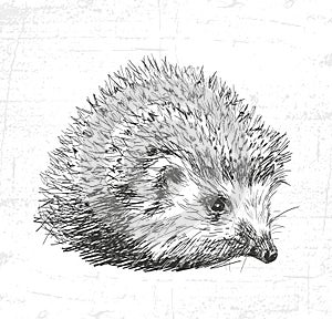 Hedgehog. See also the other sets of animals.