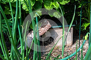 Hedgehog Shelter In A Garden To Support An Endangered Species With a Place For Hibernation