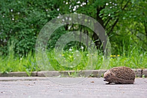 Hedgehog on the sidewalk in the park