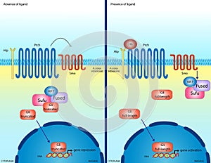 Hedgehog signaling pathway photo