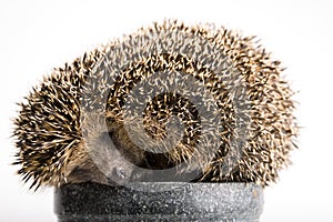 Hedgehog Sleeping