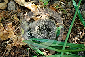 The hedgehog sleeps peacefully in the woods