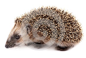 Hedgehog. Small mammal with spiny hairs