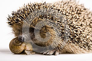 Hedgehog - Snail photo