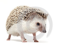 Hedgehog sniffing around photo
