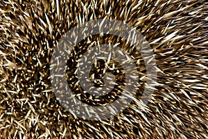 Hedgehog spikes