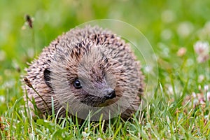 Hedgehog standing in grassland