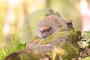 Hedgehog in the sunny spring forest, wildlife natural background. Animals in the wild