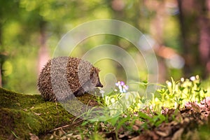 Hedgehog in the sunny spring forest, wildlife natural background. Animals in the wild