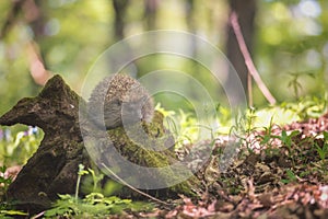 Hedgehog in the sunny spring forest, wildlife natural background. Animals in the wild
