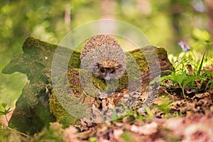 Hedgehog in the sunny spring forest, wildlife natural background. Animals in the wild